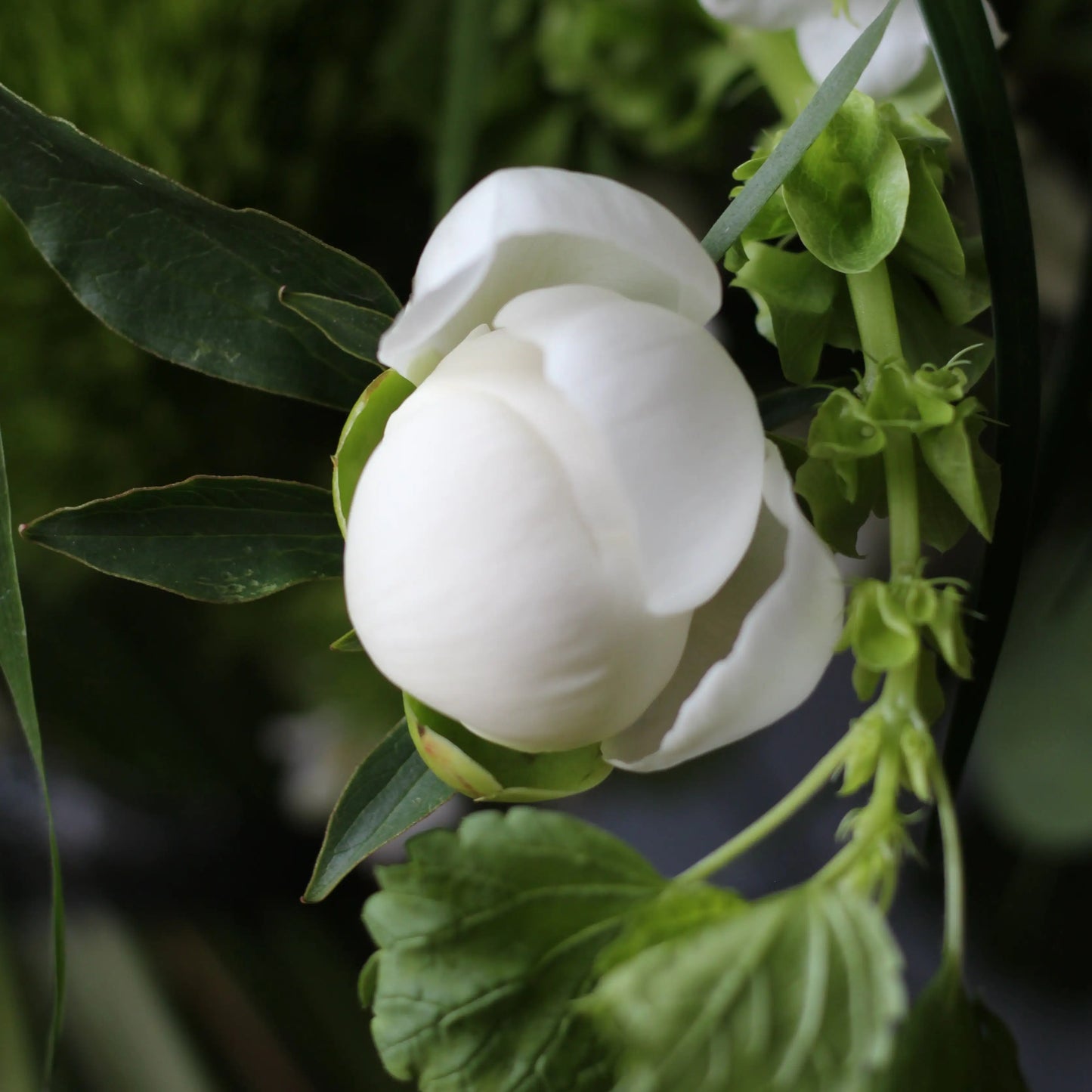 Bouquet of Viburnum, White and Sweet Peonies, Panicum grass, Green Trick, Talapsis and Campanula.