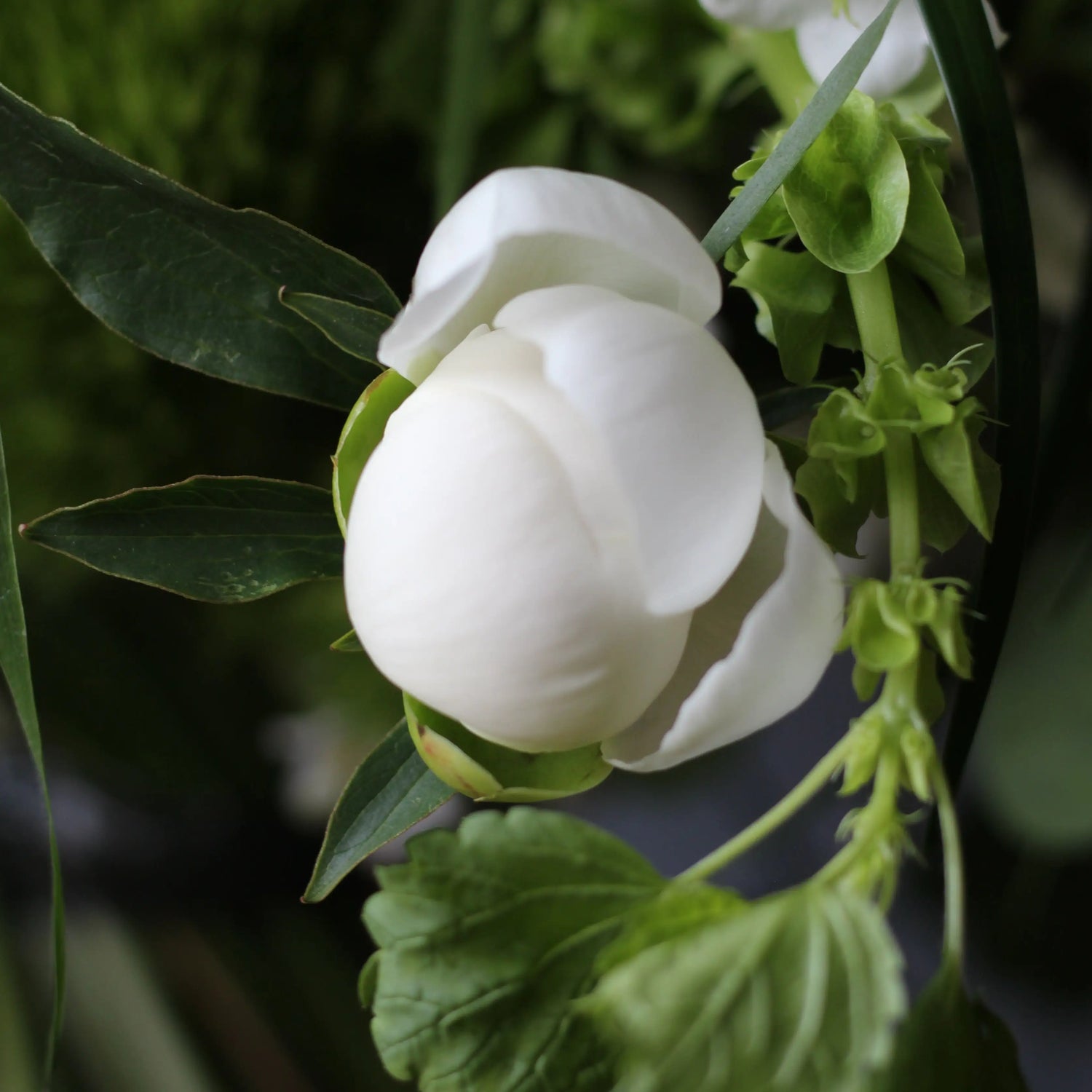 Bouquet of Viburnum, White and Sweet Peonies, Panicum grass, Green Trick, Talapsis and Campanula.