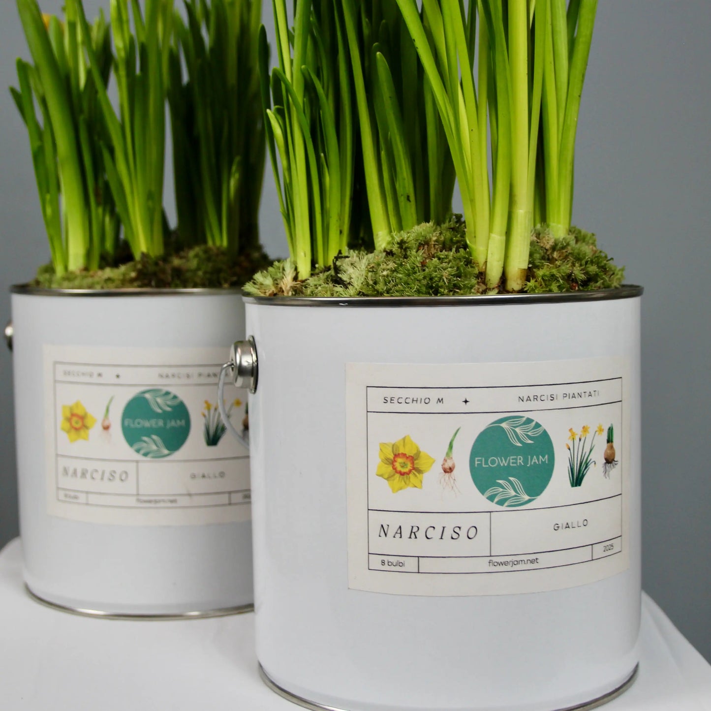 2 buckets of narcissus close up