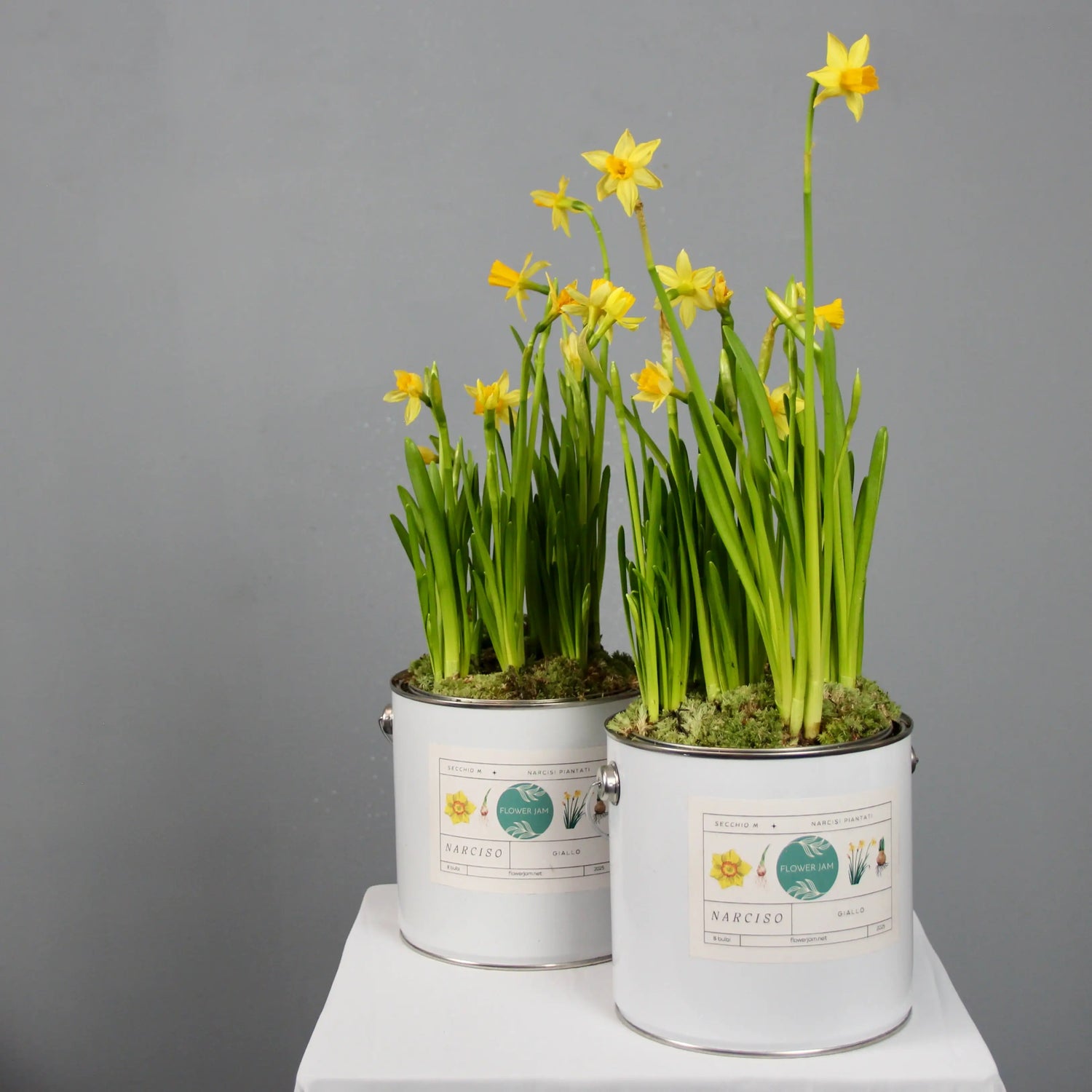 2 buckets of yellow narcissus