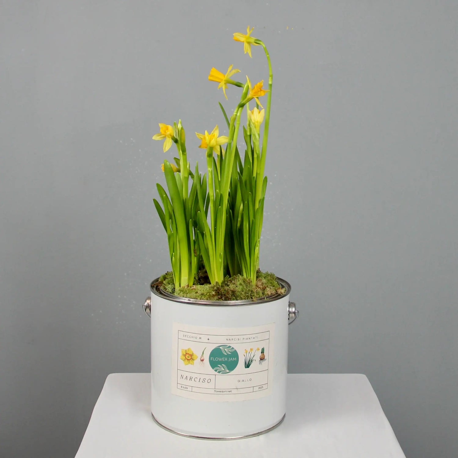 yellow narcissus in a vbucket