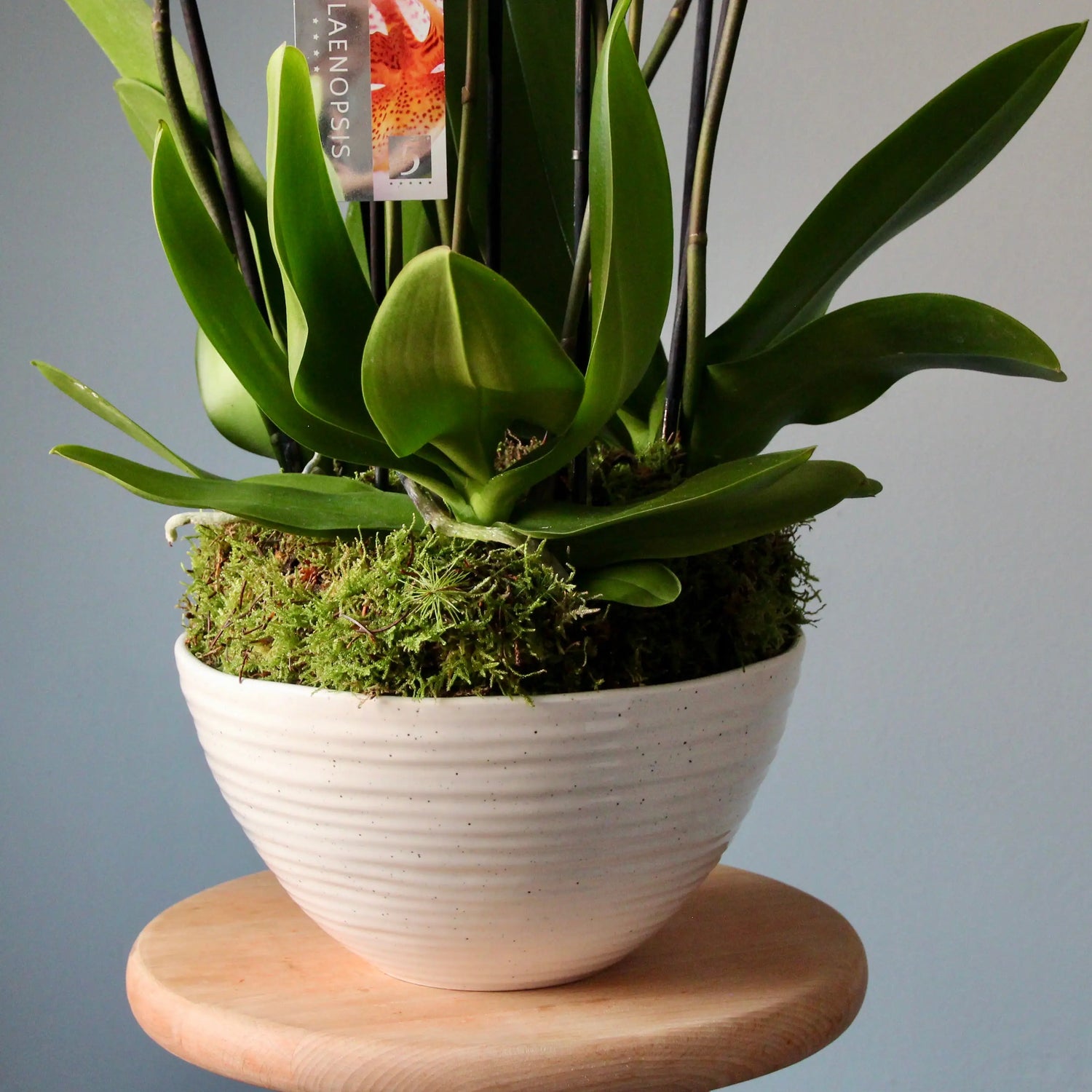 orchid in a pot