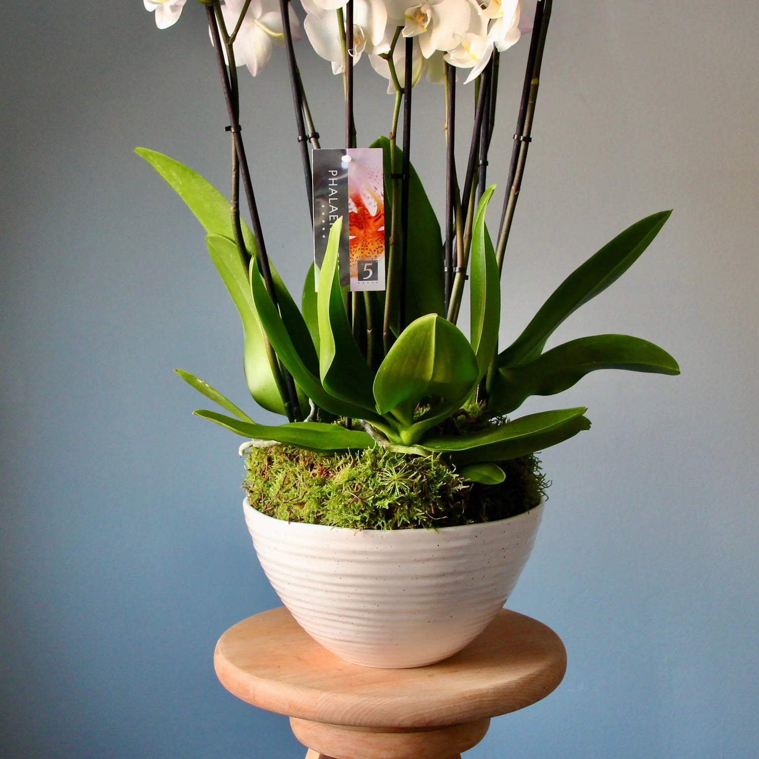 white orchids in a pot