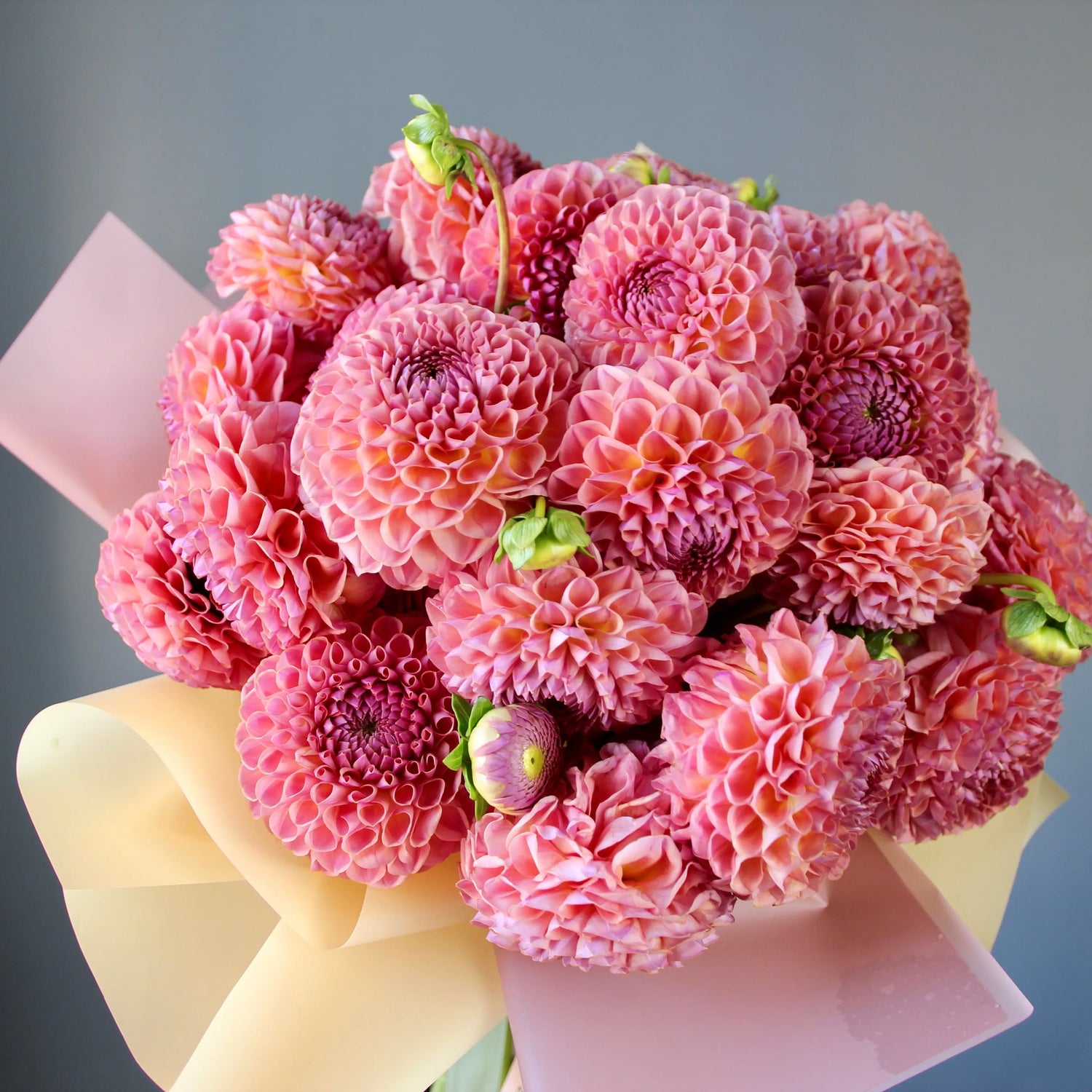 big bouquet of pink dahlias in genova
