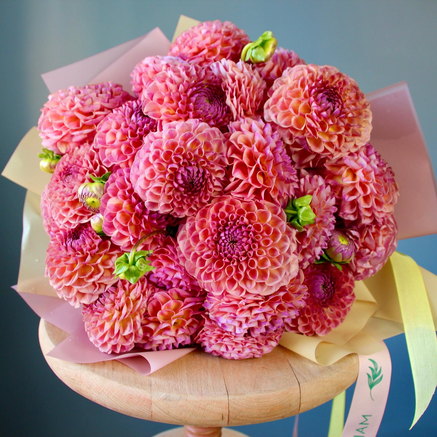 big bouquet of pink dahlias in genova