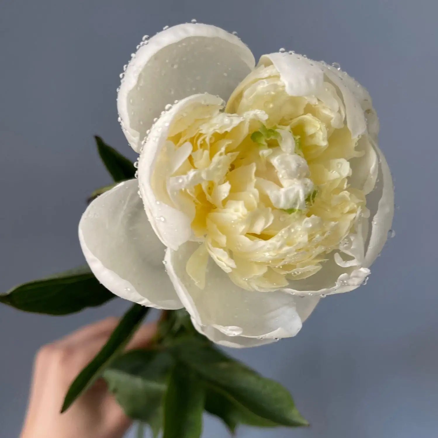 big white peony