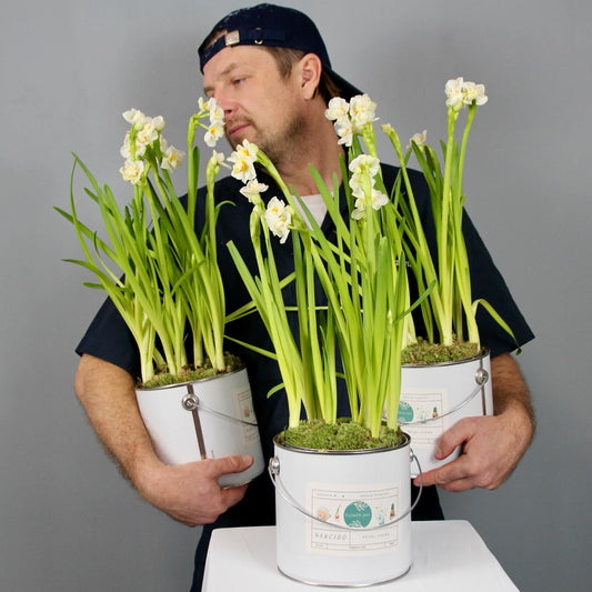 Medium bucket of Bridal Crown narcissus with creamy white petals and a soft orange center, perfect for elegant déco