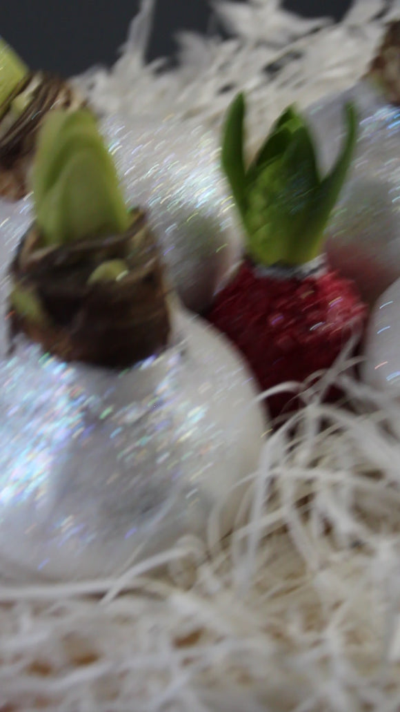 Holiday Waxed Amaryllis Bulb - video preview image