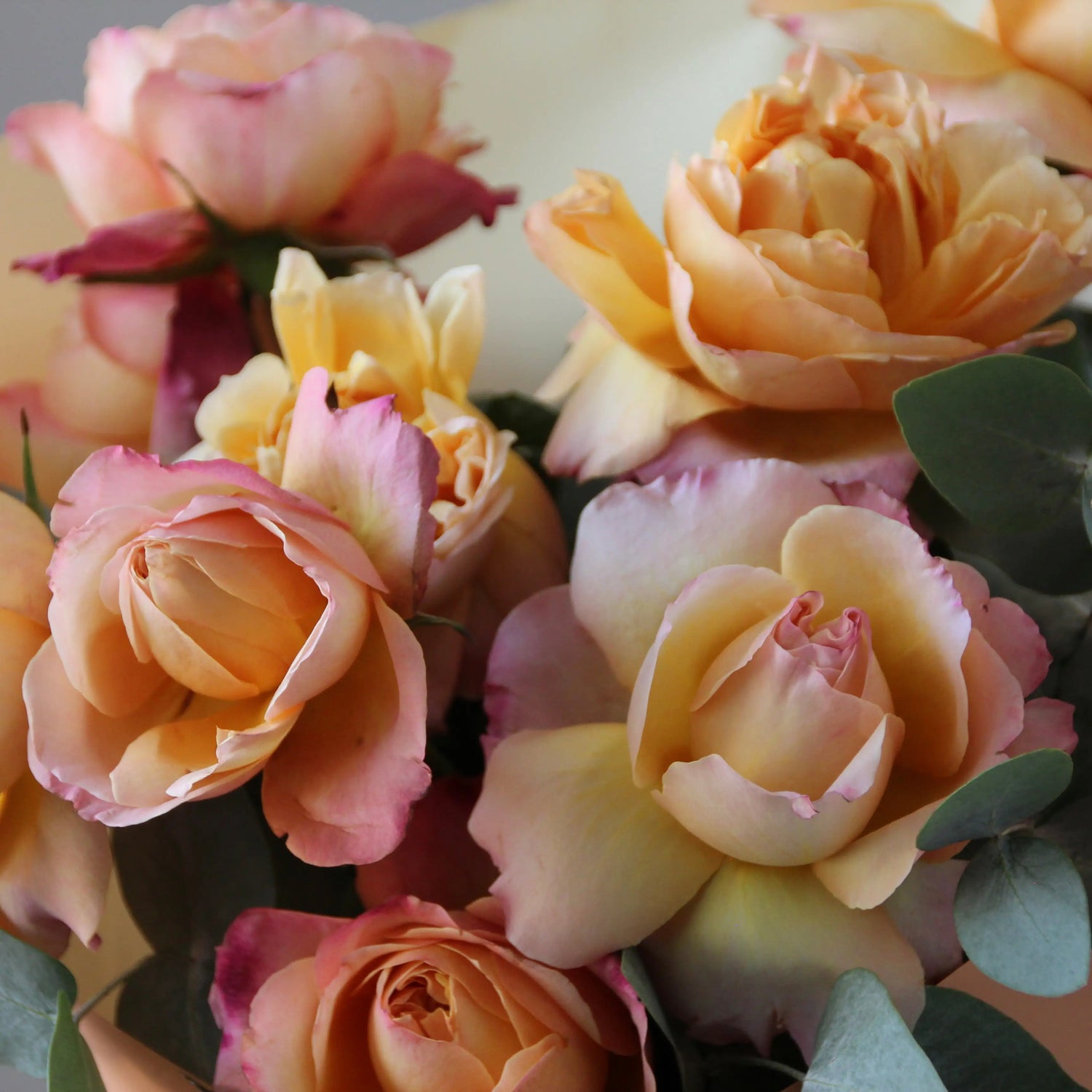 roses Flowers