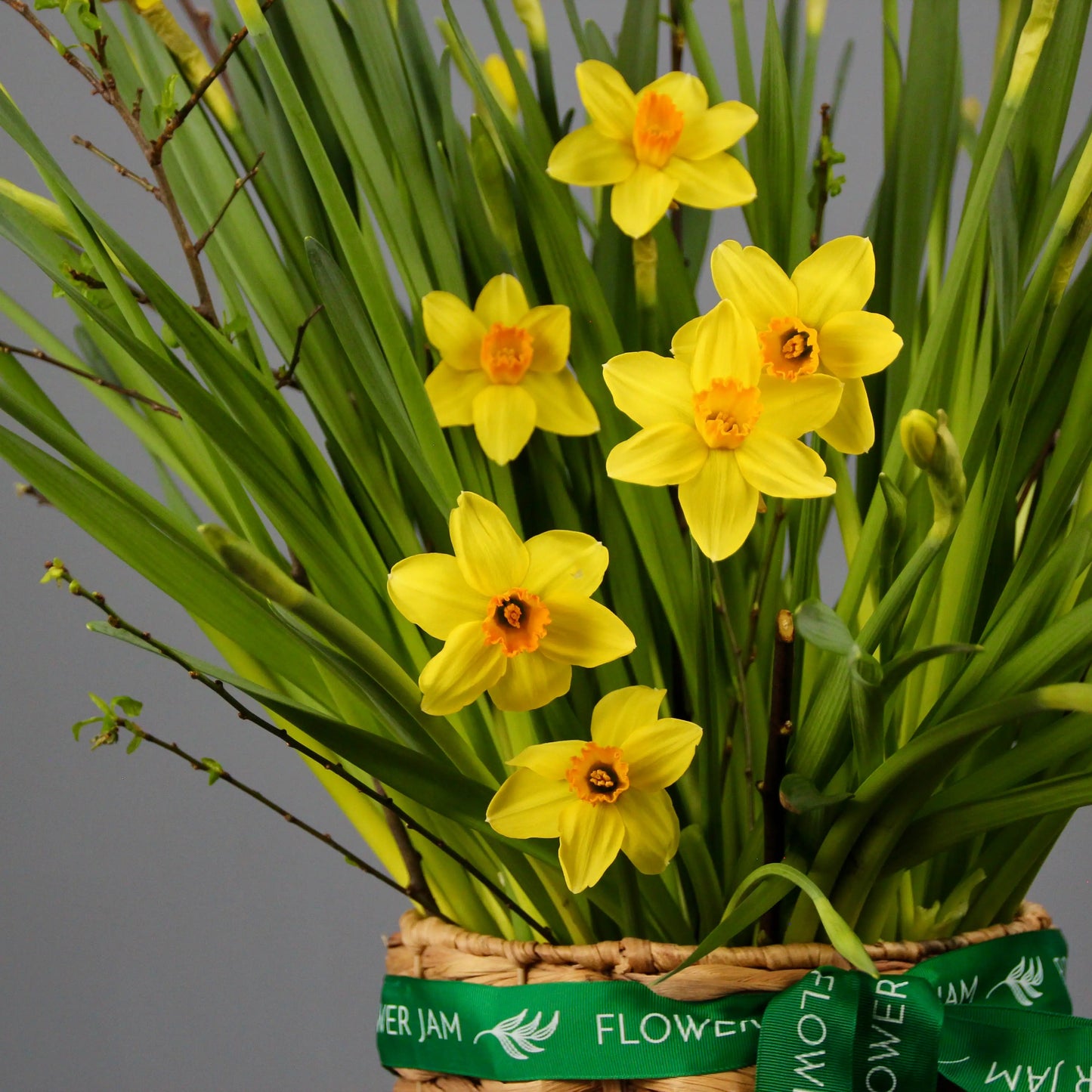 yellow daffodils in a basket
