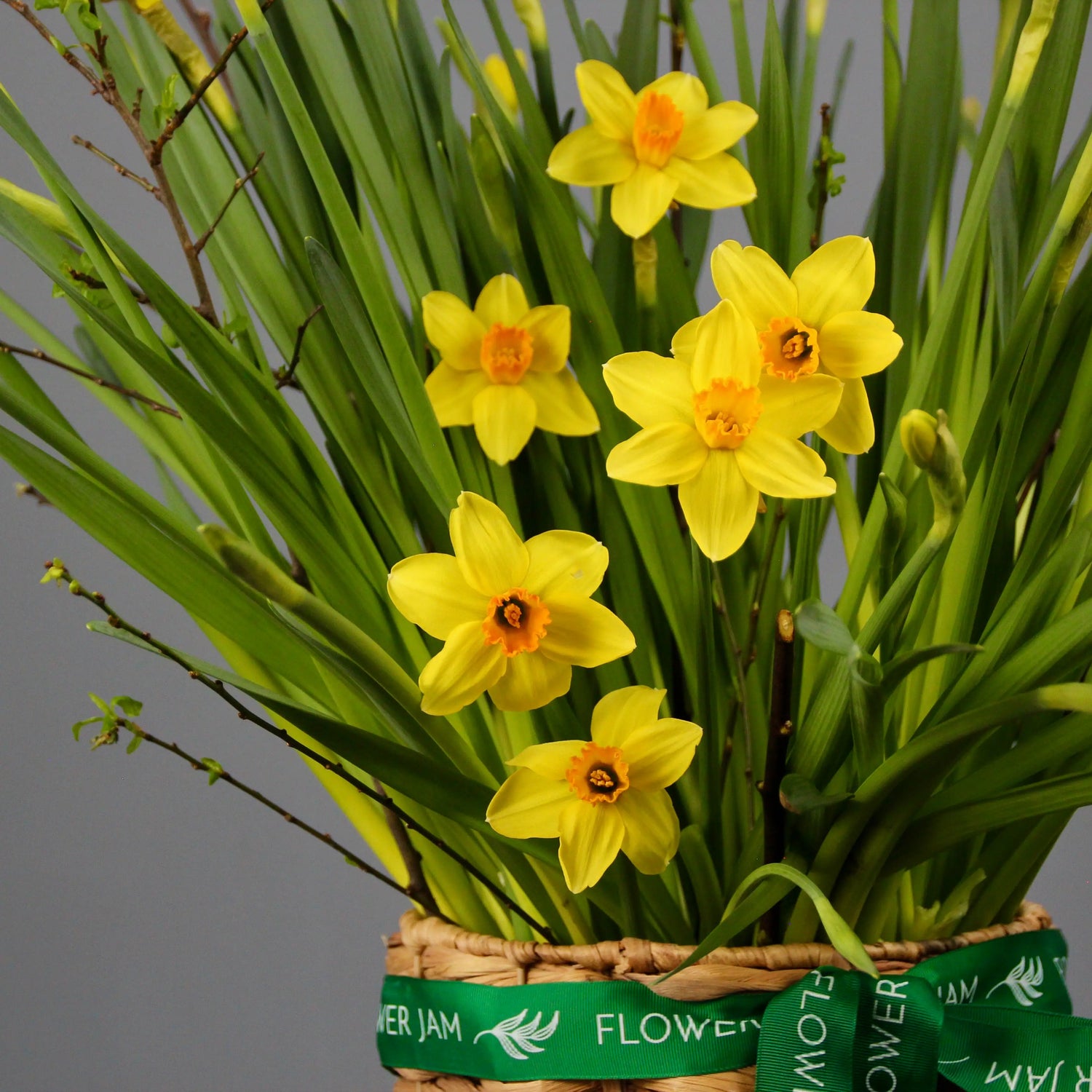 yellow daffodils in a basket
