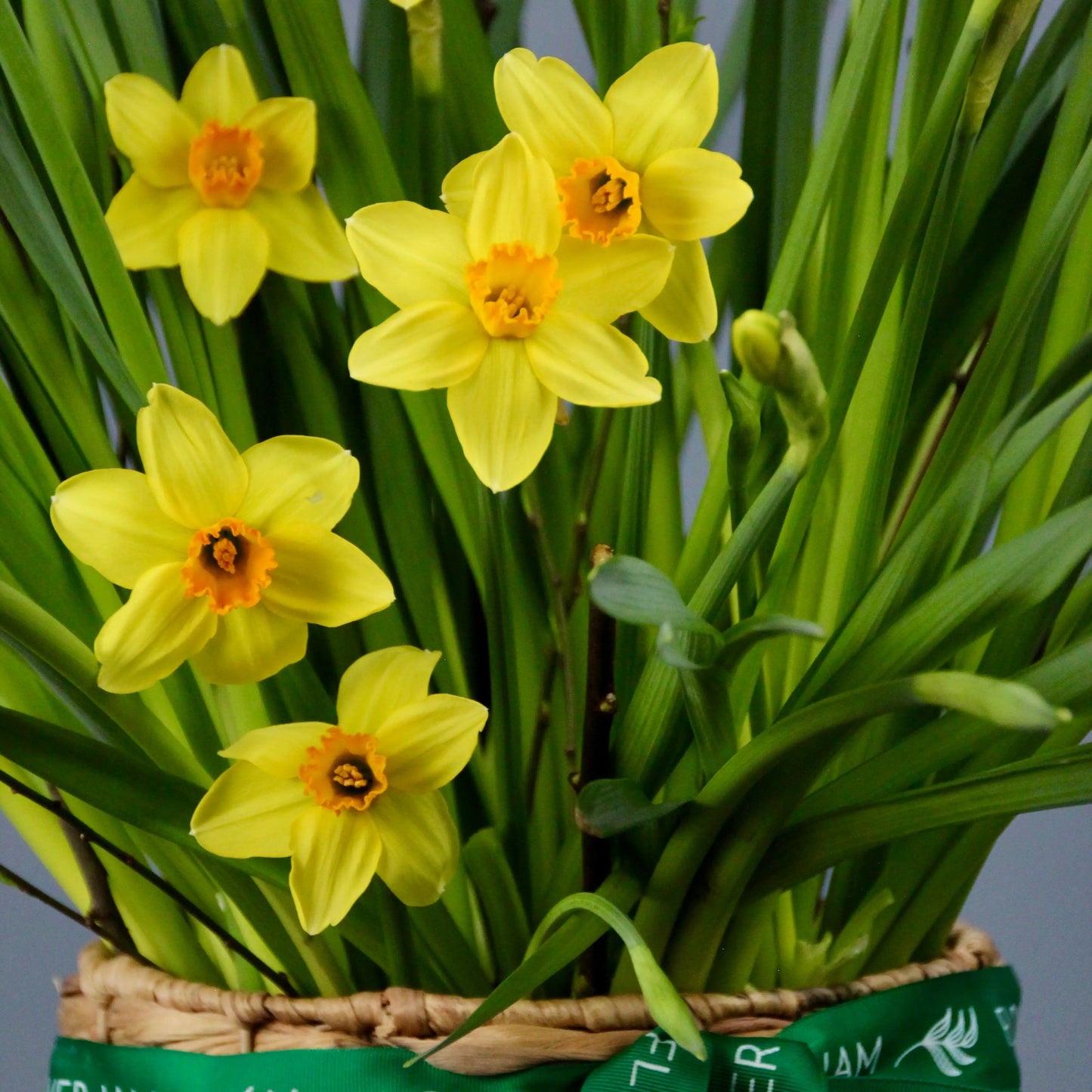 yellow daffodils in a basket