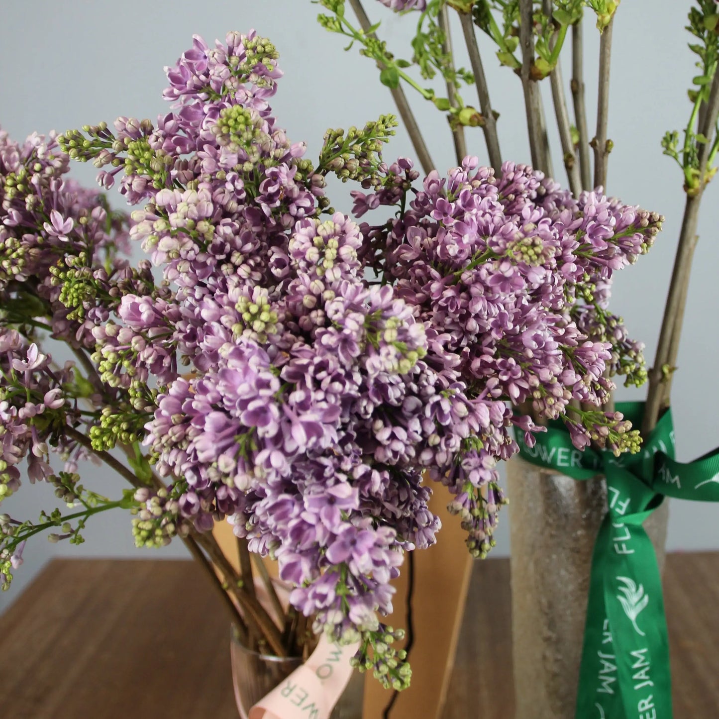 syringa lilla 