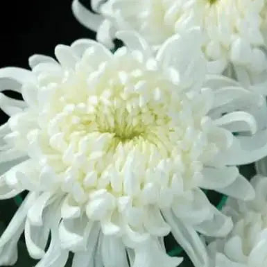 flower delivery genova white flowers  Flowers