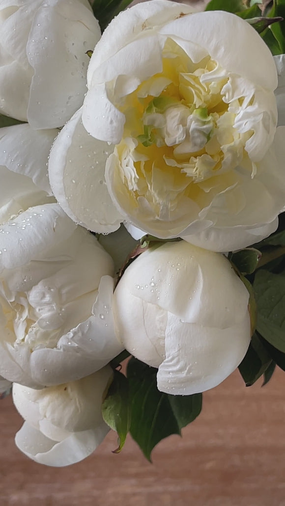 PEONIES WHITE - video preview image