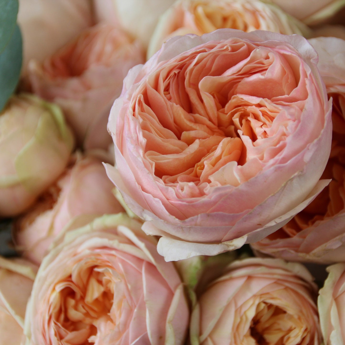 flower delivery genoa Flowers