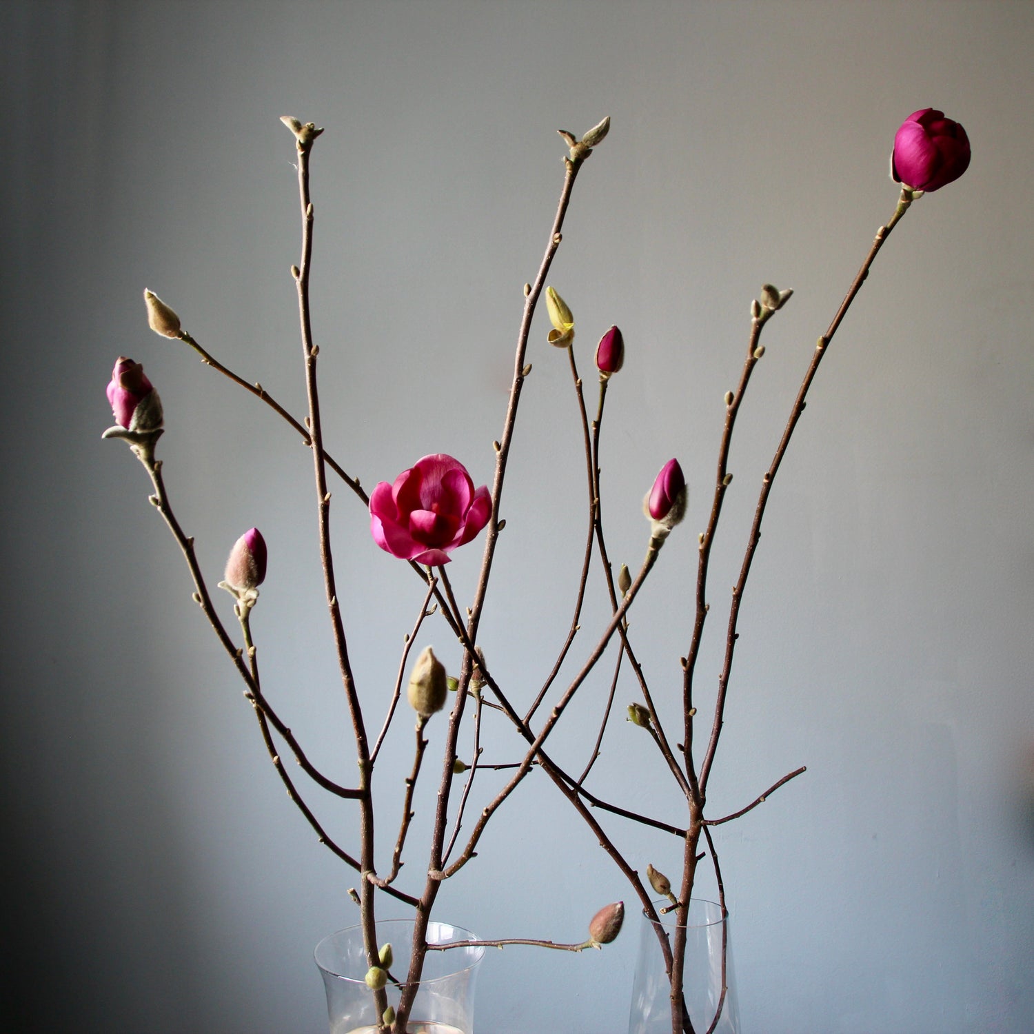 Magnolia Branches
