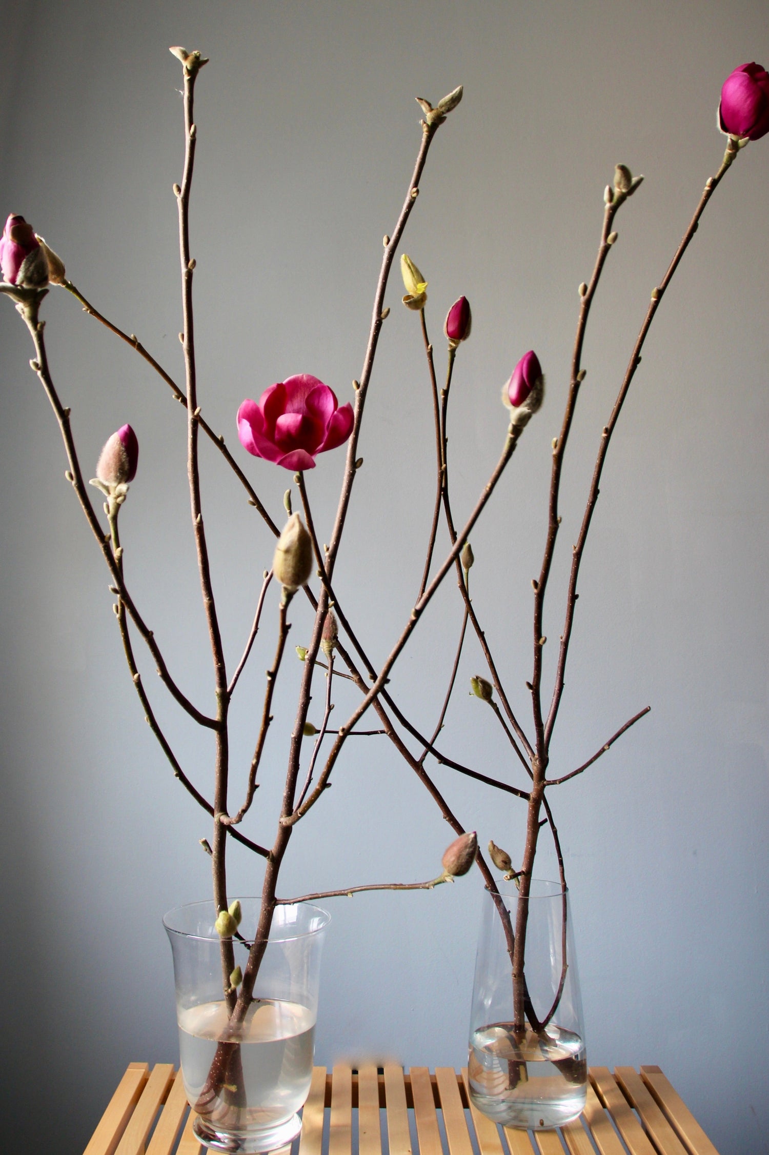 Magnolia Branches