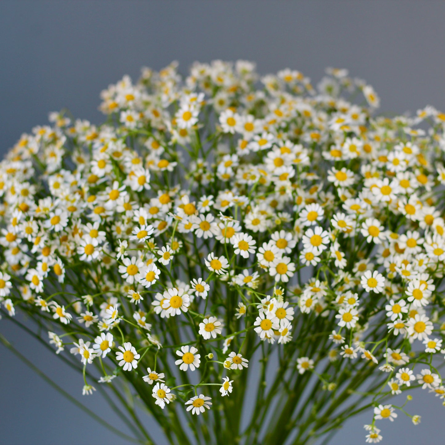 flowers delivery Genoa Camomile Bouquet