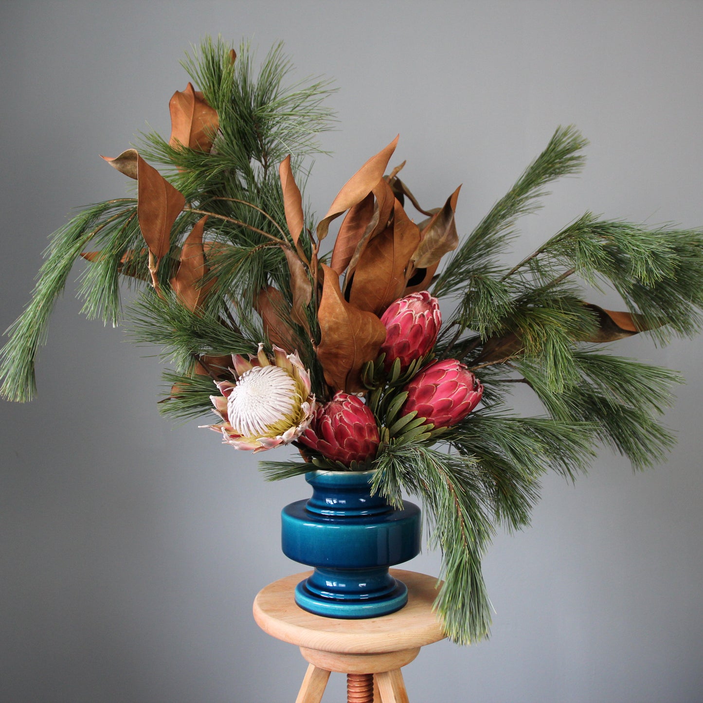 Christmas protea flower interior flowers