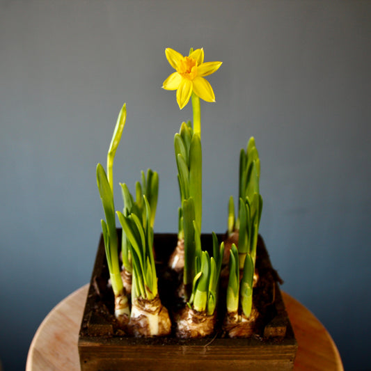 Blooming Daffodils