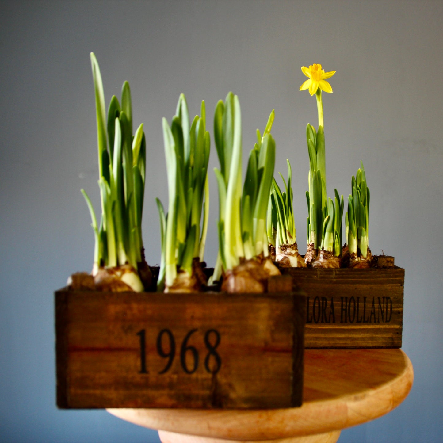 Blooming Daffodils