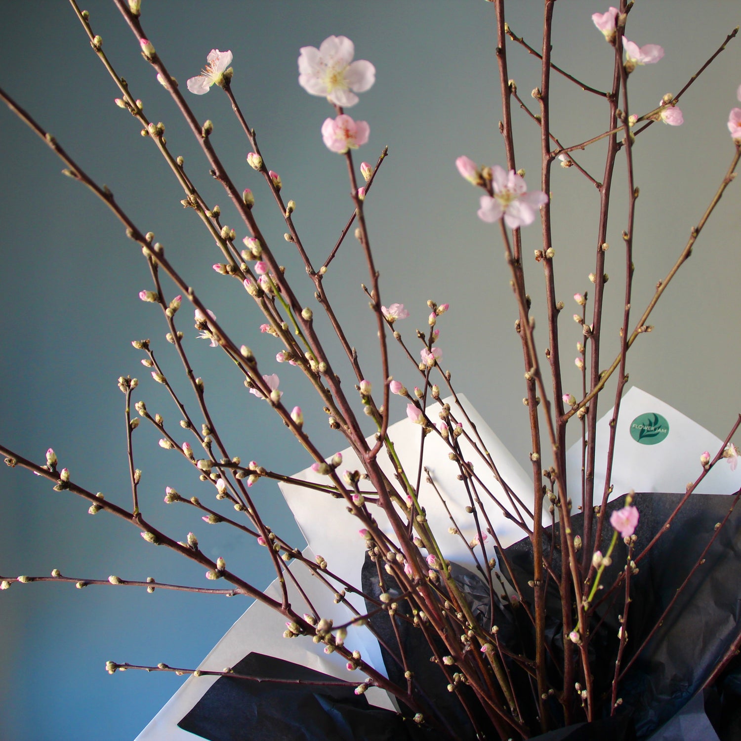 Blooming Peach Branches